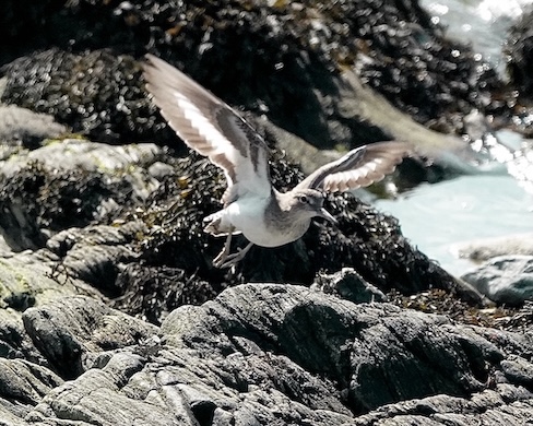 common sandpiper